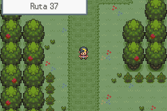 Sendero de la Ruta 37 que conecta con Ciudad Iris